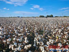 Can Chinese irrigation tech fix Pakistan’s struggling agric